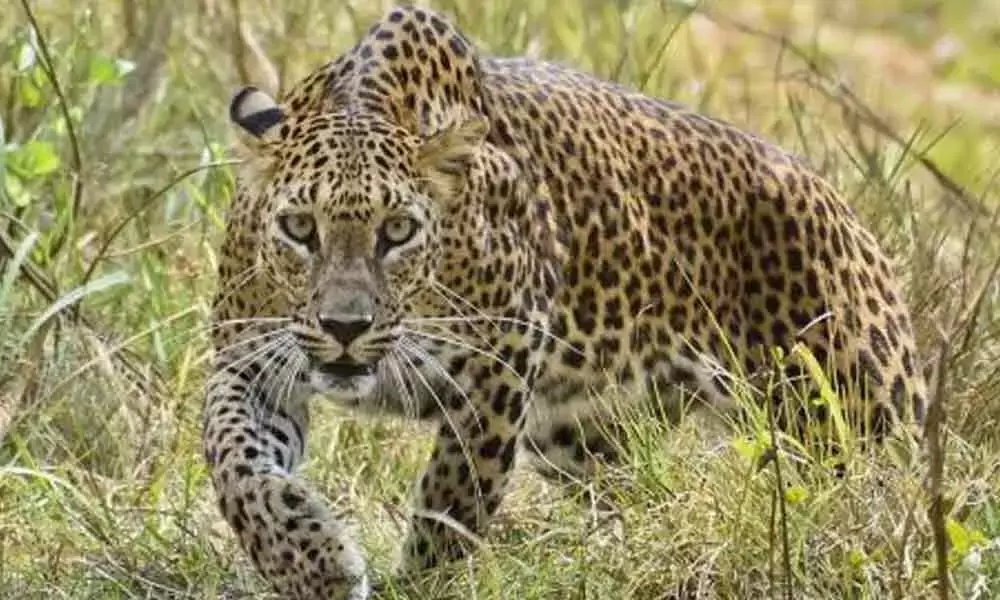 Honnavar: Leopard Attacks Bike Rider