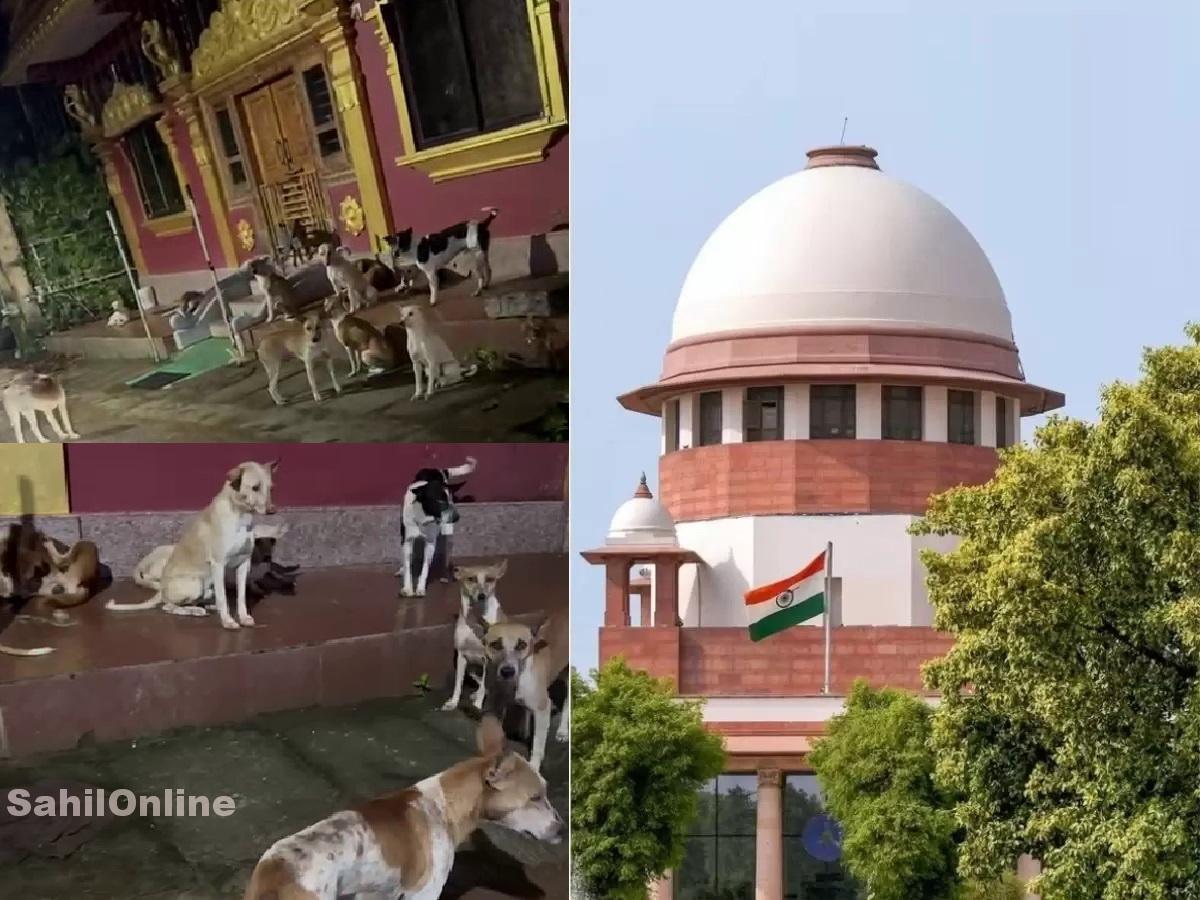 Court orders municipal bodies to act against stray dogs; FIRs to be filed against obstructors